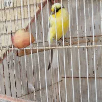فروش قناری نر رسمی بلند