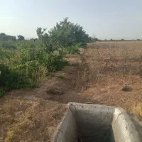 5000 متر زمین با سهم آب و سند تکبرگ درتاکستان|فروش دفتر صنعتی، کشاورزی، تجاری|تهران, خاک سفید|دیوار