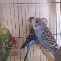 فنج و مرغ عشق|پرنده|خرمشهر, |دیوار