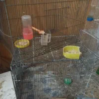 ارایشی|حراج|تربت‌حیدریه, پائین ولایت|دیوار