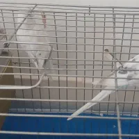 سه عدد مرغ عشق ۴۰۰ تومان|پرنده|شهرضا, |دیوار