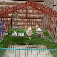 عروس هلندی|پرنده|ارسنجان, |دیوار