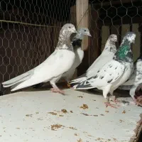 کبوتر تیدی پاکستانی|پرنده|شاهین‌شهر, کوی مهدیه|دیوار