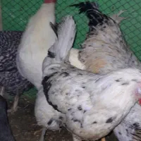 مرغ|حیوانات مزرعه|قره ضیاالدین, |دیوار