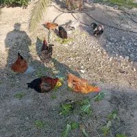 مرغ و خروس محلی