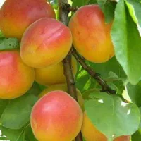 فروش زردالو پیوندی اصلاح شده عسگرآباد