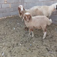 بره سبک|حیوانات مزرعه|بافت, |دیوار