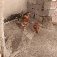 ۴عدد مرغ و خروس