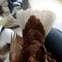 گلی و زرد دم سفید|پرنده|کرمان, |دیوار