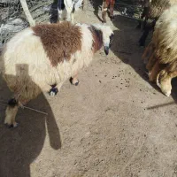 بره|حیوانات مزرعه|فاریاب, |دیوار