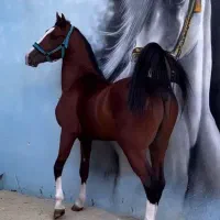 خرید و فروش اسب با نازل ترین قیمت درب اسطبل شما