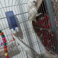 طوطی برزیلی بالغ
