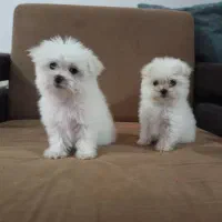 پودل عروسکی|سگ|اصفهان, بهارستان (مخابرات)|دیوار