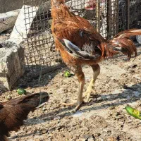 مرغ وخروس محلی|حیوانات مزرعه|بندر گناوه, |دیوار