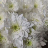 گل داودی عمده|گل و گیاه طبیعی|ری, بازار گل خاوران|دیوار