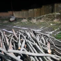 خریدار چوب درخت با بالاترین قیمت نقد نقد درمحل شما|خدمات باغبانی و درختکاری|سنقر, |دیوار