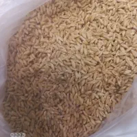 گندم دیم
