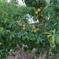 فروش باغ ثمری حسن آباد سنجرلو|فروش زمین و ملک کلنگی|سیدان, |دیوار