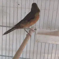 قناری|پرنده|یزد, |دیوار