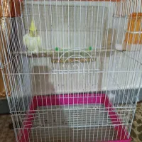 عروس هلندی و دوتا غاز|پرنده|شوشتر, |دیوار