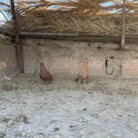 سلام نر ماده سین زرد|پرنده|کرمان, |دیوار