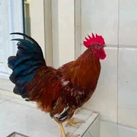 خروس