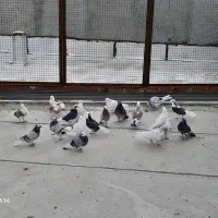 کبوترپرشی|پرنده|بزینه رود, |دیوار