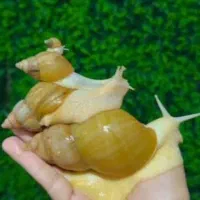 حلزون مولد آفریقایی آچاتینا