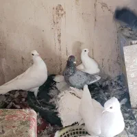 کفتر بوم معاوضه دارم با قناری یا سهره قناری|پرنده|مشهد, موعود|دیوار