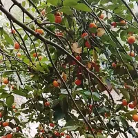 خرمالو محلی سالم