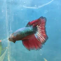 ماهی و آکواریوم کاسپین|ماهی|اردبیل, |دیوار