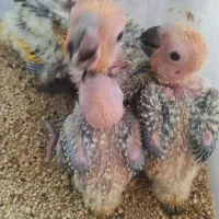 جوجه سرلاکی خورشیدی