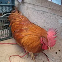 خروس|حیوانات مزرعه|تهران, تهرانسر شمالی|دیوار