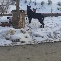 وگذار سگ سرابی