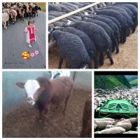 گوسفند بره میش