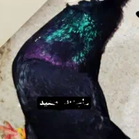 زاغ های استاد ماجدبنی سعید