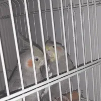 معاوضه نربالغ باماده