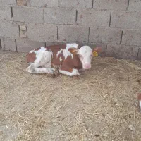 گوساله سیمنتال اصل نر ۳۵  روزه قیمت ۹۰