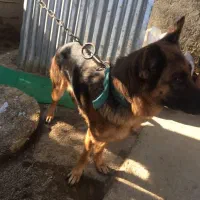 سگ ژرمن|سگ|رامیان, |دیوار