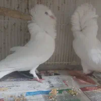 کبوتر تزئینی دم چتری شامپیون طوقی آبی