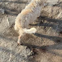 سگ خونگی|سگ|قزوین, |دیوار