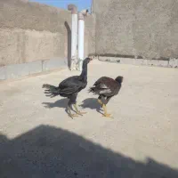 جوجه لاری نسل قدیم،تاج مهر عتیقه و خیلی کمیاب|حیوانات مزرعه|آفتاب, |دیوار