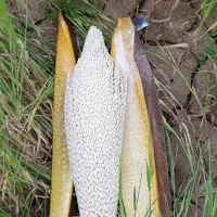 طلع یا لقاح برا بو دادن نخل