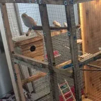 عروس هلندی مولد