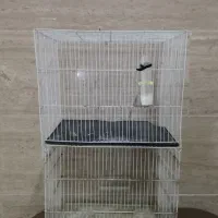 قفس پرنده معاوضه با جوجه عروس سرلاکی|لوازم جانبی حیوانات|مشهد, شهرک ابوذر|دیوار
