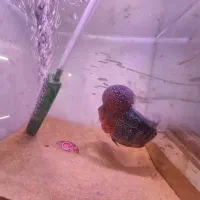 فلاور|ماهی|تهران, افسریه شمالی|دیوار