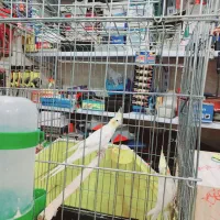 جفت طوطی عروس|پرنده|شوش, |دیوار