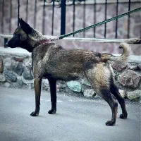 توله نر مالینویز داچ هلندی۵ماهه آموزش دیده و گارد