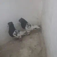 کفتر رنگی|پرنده|سیرجان, |دیوار