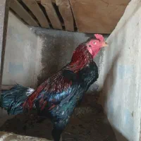 خروس و مرغ لاری|حیوانات مزرعه|خسروشاه, |دیوار